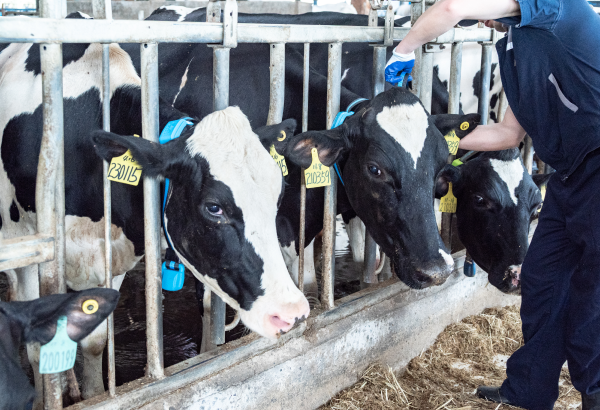 Livestock Management