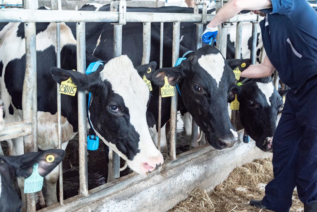 livestock management