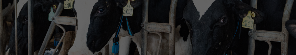 Cow Monitoring System