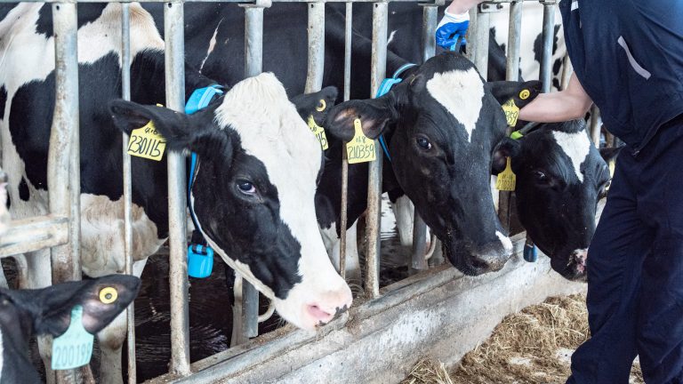 cow monitoring system